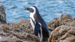 South African science policy at ‘critical juncture’, meeting hears – Research Professional News