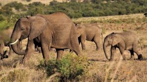 Poor rains enough to support Ivory Coast’s mid-crop, farmers say – Reuters