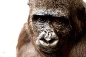 Beyond gorillas: Rwanda and its pursuit of high value, low impact tourism – Web In Travel