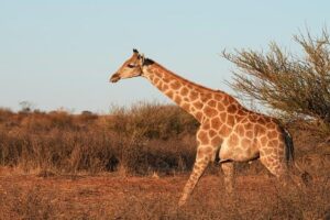 Africa in focus as Meloni visits Tunisia and Tajani kicks off FM’s G-7 – Decode39
