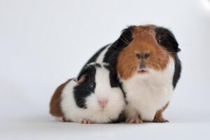 All About Guinea – Africa.com