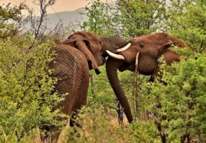 South Africa, Mauritius, Egypt, Botswana, Kenya, Tanzania, Morocco, Tunisia, Namibia, Rwanda, Algeria Shine as Africa’s Top Travel Destinations for 2025: What You Need to Know – Travel And Tour World