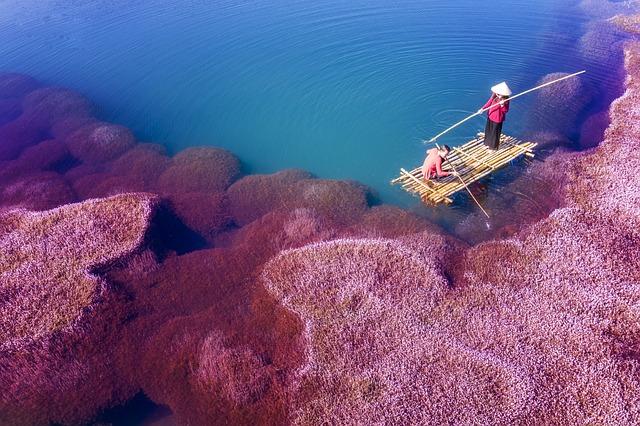 Consequences of Algae Blooms for Local Fisheries and Coastal Communities