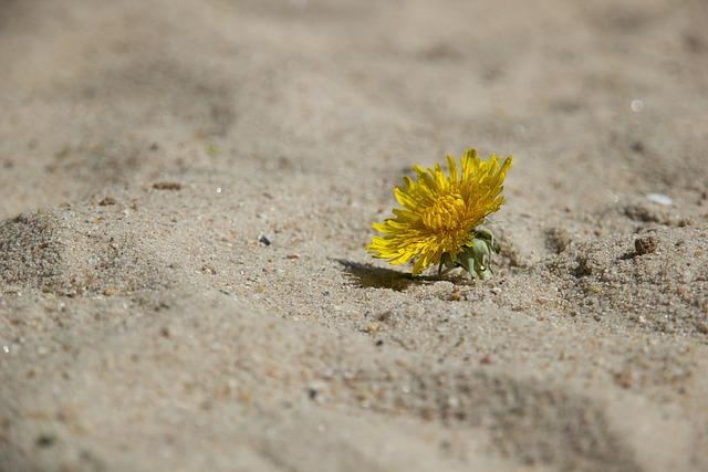 Voices from the Ground: Stories of Resilience and Hope