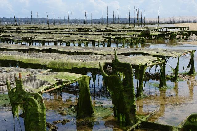 Environmental‌ Considerations in⁣ Offshore Aquaculture: Balancing Growth and Sustainability