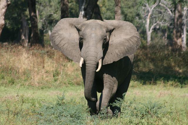 Zimbabwe and Namibia's Controversial Decision on Culling Elephants Amid Drought Crisis