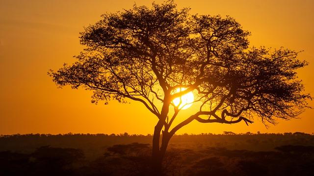 Exploring the Serengeti: Witnessing the Great Migration Firsthand