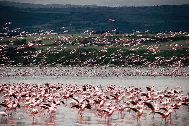 Kenya's Tourism Revenue Surge and Its Impact on Global Appeal