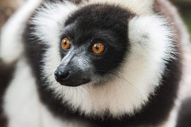 The⁣ Journey from ‌Madagascar: How ⁢Seeds Navigate the ​Indian ​Ocean