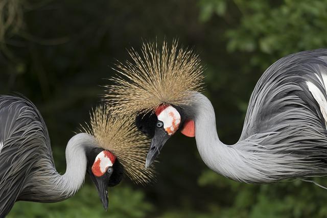 Community Engagement: Empowering Locals in crested Crane Preservation