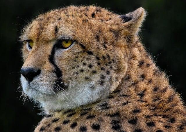 Cheetah Reintroduction Initiative Highlights Conservation Efforts in India