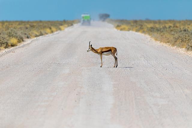 Key Challenges Facing Namibia's First Female President in a Changing Economic Climate