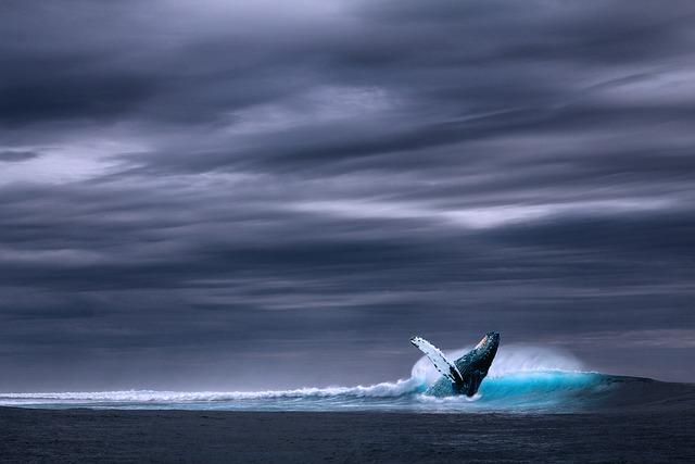 Blue whales: first discovery near Seychelles in decades – what our study found – The Conversation