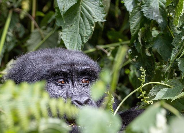 The Journey of Gorilla Habituation in Gabon