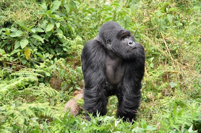 Rwanda sees decline in Marburg virus cases – University of Minnesota Twin Cities