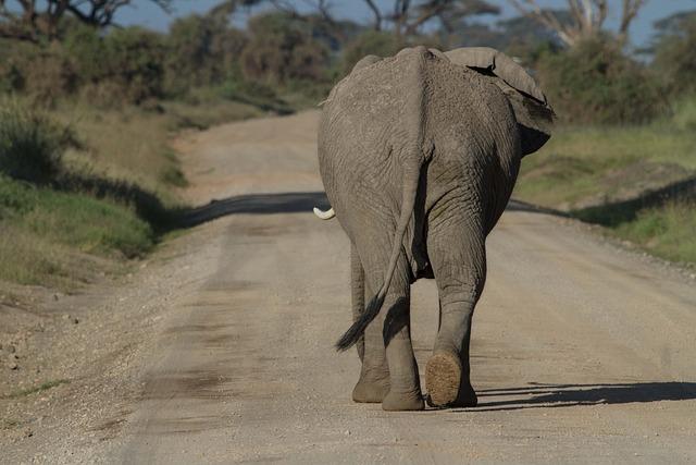 Long silenced, an African park roars back to life – Conservation International