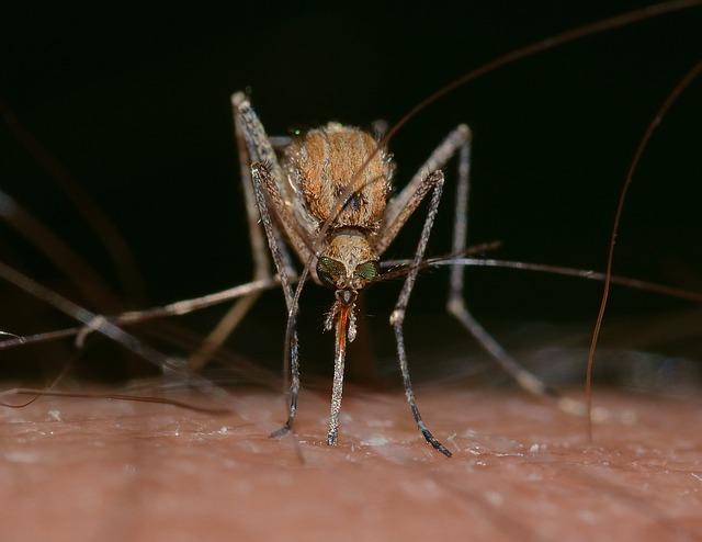 Urban mosquito sparks malaria surge in East Africa – Seychelles News Agency
