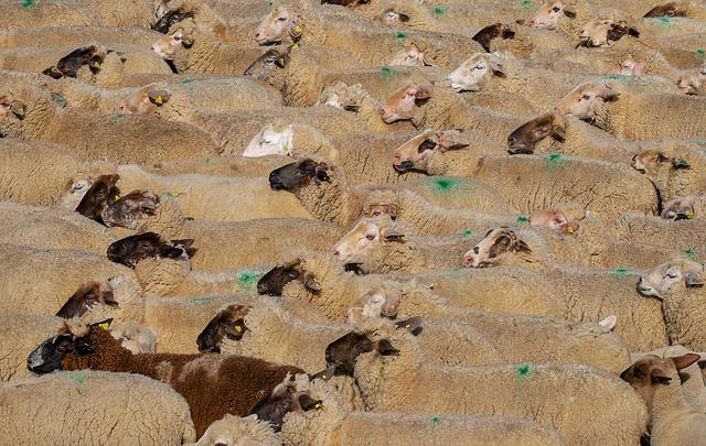 Exploring Alternatives to Livestock Sacrifice for Eid Celebrations