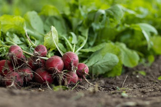 Fostering Community Resilience Through Cooperative Agriculture