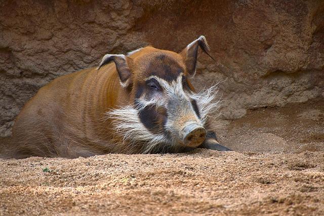 The Role of Human Activity in the Introduction of Bushpigs