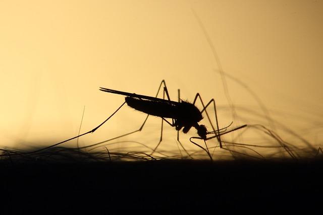 Innovative Solutions: Exploring Technological Approaches to Combat Mosquito Breeding