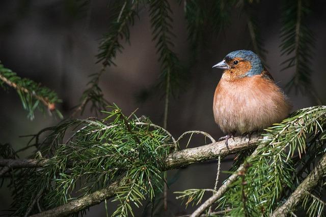 Balancing Survival: Strategies for Integrating Traditional Medicine and Wildlife Conservation