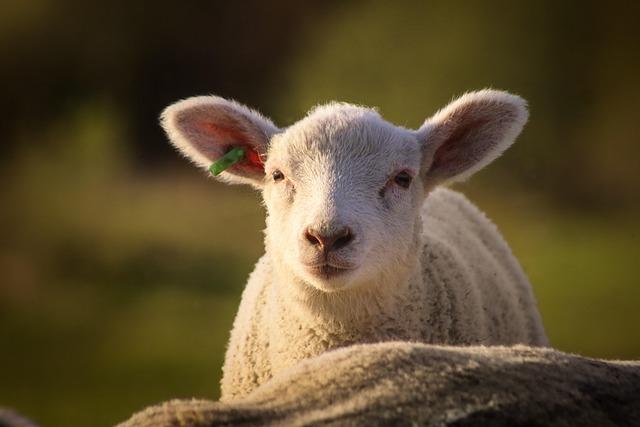 Quality Standards and Regulations for Lamb Products in International Markets