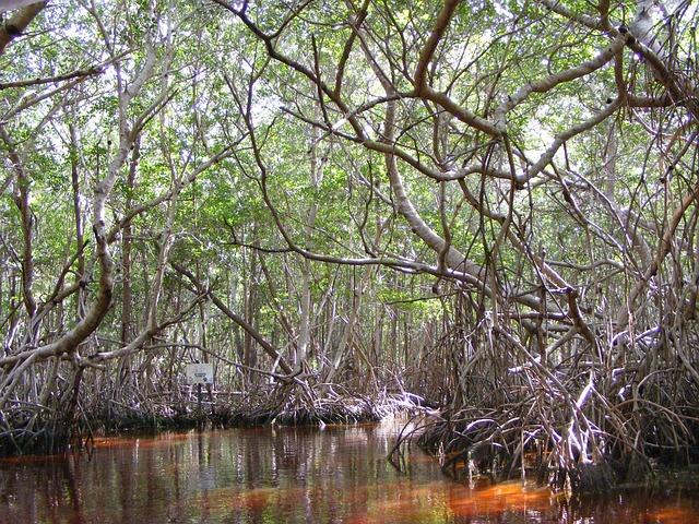 The Importance of Community Engagement in Mangrove Restoration