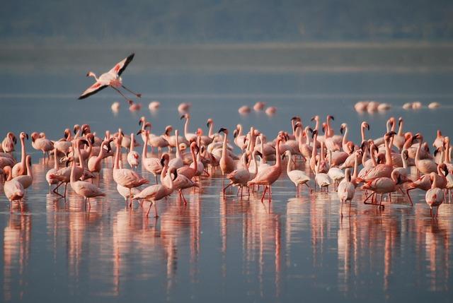 Scottish Africa Business Association Embarks on Pioneering Trade Mission to Kenya – ZAWYA