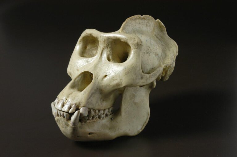 Ancient Skull Unearthed in Egypt Reveals a 30-Million-Year-Old Apex Predator – SciTechDaily