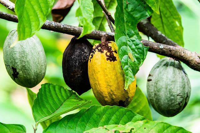 Sustainable Practices: Innovations to Combat Climate Change in Cocoa Farming