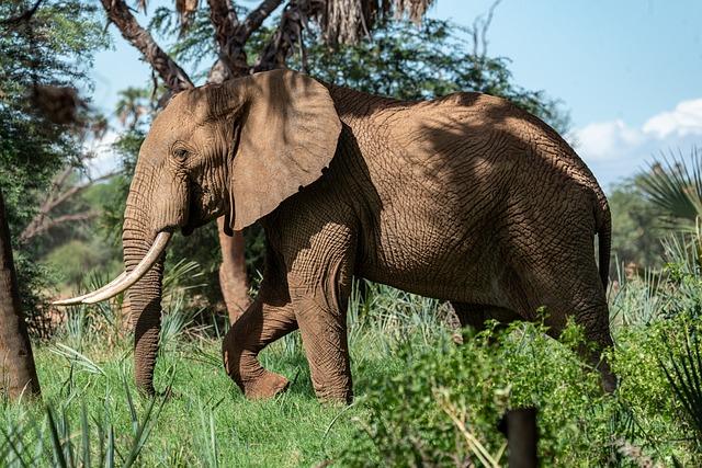 Strategies for Enhancing Protection Efforts for African Forest Elephants in Gabon