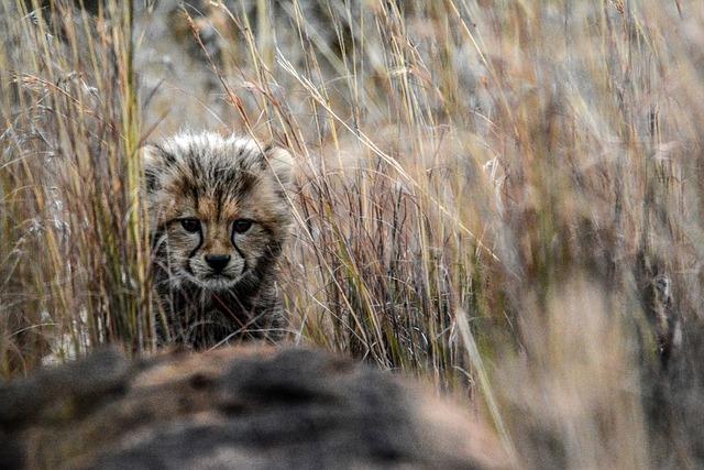 Community Engagement: Local Support and involvement in Cheetah conservation