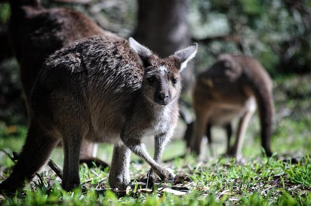 Double-digit growth for Aussie travel to South Africa, as 100 ANZ agents descend on country – KarryOn