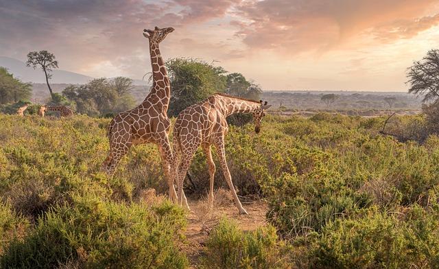 Kenya drops ETA visa pre-authorisation for nearly all African visitors – BBC.com