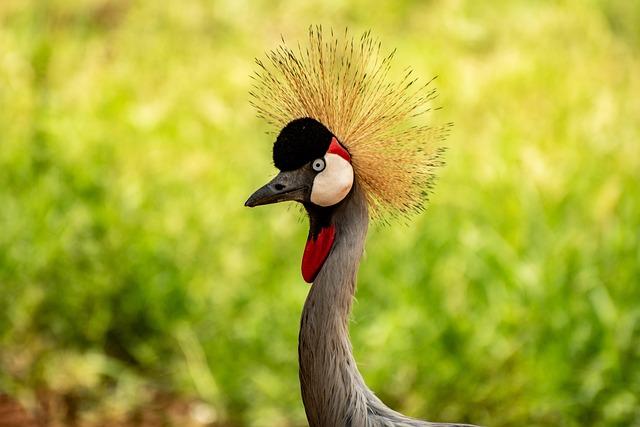 Why Uganda’s iconic crested crane faces extinction – BBC.com
