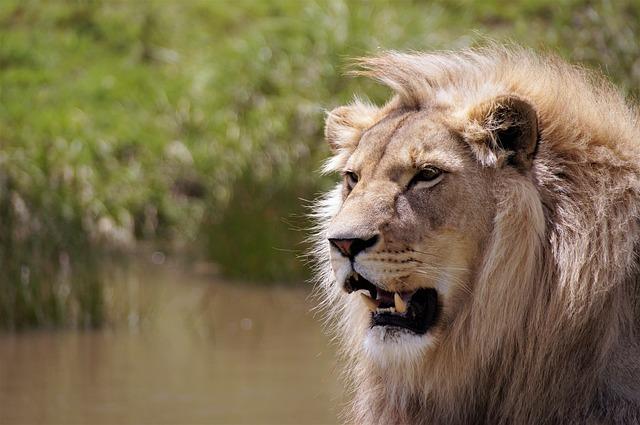 zambia's Lion Population Management Strategies Under Scrutiny