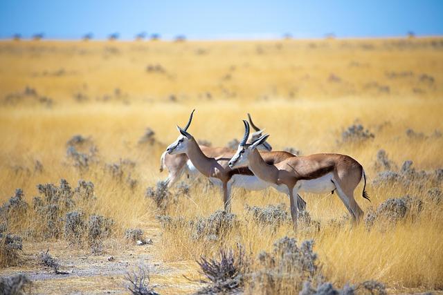 Namibia's Controversial Wildlife Management Strategy Under Debate