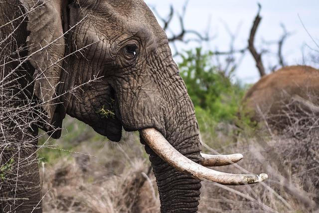 New Survey Confirms that Gabon is the Largest Stronghold for Critically Endangered African Forest Elephants – WCS Newsroom
