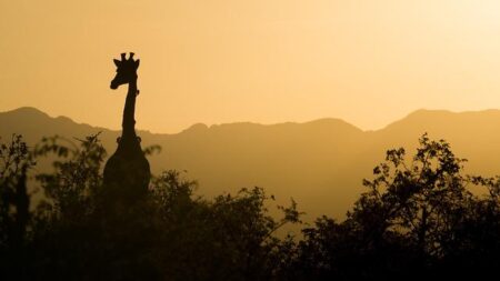 Africa: Richer countries must commit to pay at COP29 as climate change forcibly displaces millions across Africa – Amnesty International
