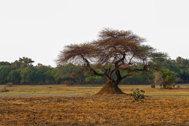 The Untouched Natural Beauty of zambia's National Parks