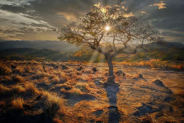 Zimbabwe declares El Nino drought a national disaster – FRANCE 24 English