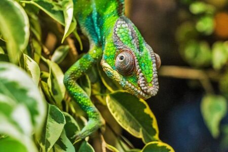 Madagascar regains momentum after global headwinds subside – African Business
