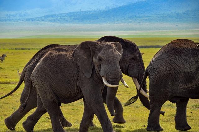 (Hello Africa) Tanzania’s honey firm poised to access China’s mega-market through 7th CIIE – Xinhua