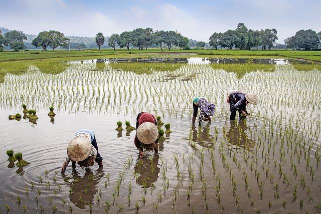 Enhancing Smallholder Farmers' Access to Markets and Resources