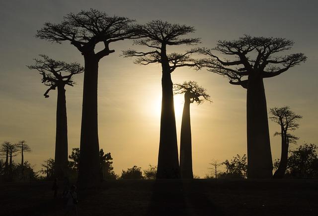 Madagascar prepares for first blue bond to fund climate resilience - The Africa Report