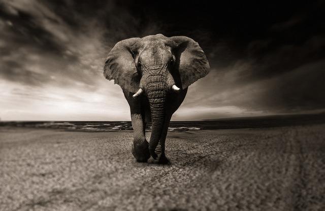 Building Partnerships for Cross-Border Elephant Protection Initiatives