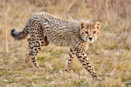 Five cheetahs released into wild in MP’s Kuno National Park – The New Indian Express