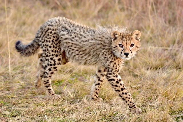 Five cheetahs released into wild in MP’s Kuno National Park – The New Indian Express