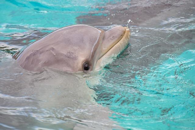 Cetaceans of north-western continental Africa (Morocco to Liberia): diversity and distribution – Frontiers